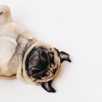 casa rossini vacation